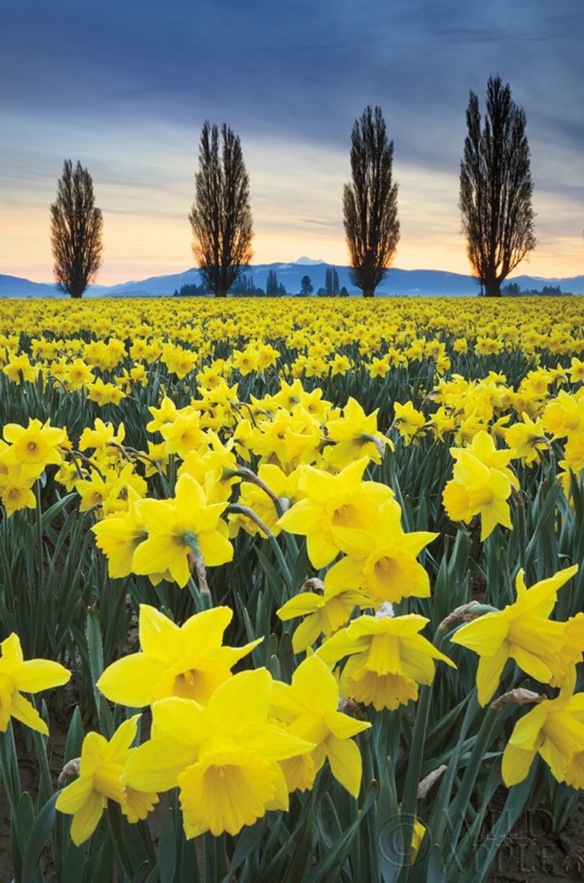 Skagit Valley Daffodils I Poster Print by Lisa Audit - Item # VARPDX46212